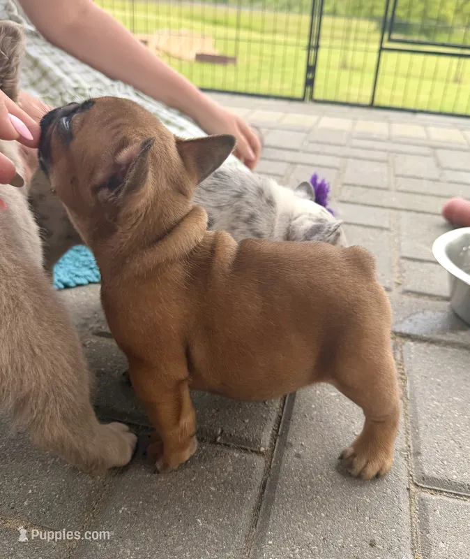 Fred – French Bulldog puppy for sale in New Baltimore, MI