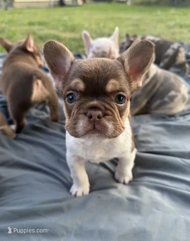 Rojo tan pied male – French Bulldog puppy for sale in New Baltimore, MI