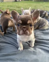 Rojo tan pied male, a male French Bulldog for sale in New Baltimore, MI – 4 of 5