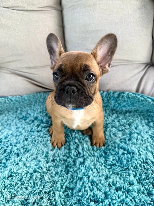 George – French Bulldog puppy for sale in New Baltimore, MI