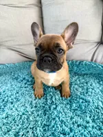 George, a male French Bulldog for sale in New Baltimore, MI – 1 of 4