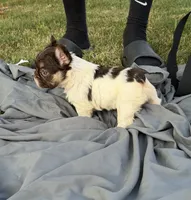 Rojo tan pied fluffy female, a female French Bulldog for sale in New Baltimore, MI – 5 of 5