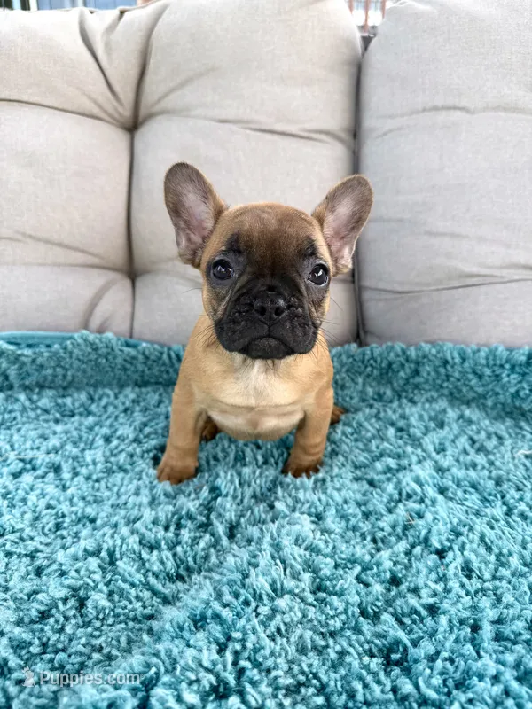 Ginny – French Bulldog puppy for sale in New Baltimore, MI