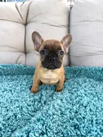 Ginny, a female French Bulldog for sale in New Baltimore, MI – 1 of 3