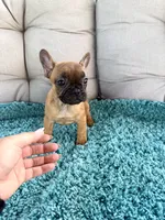 Ginny, a female French Bulldog for sale in New Baltimore, MI – 3 of 3