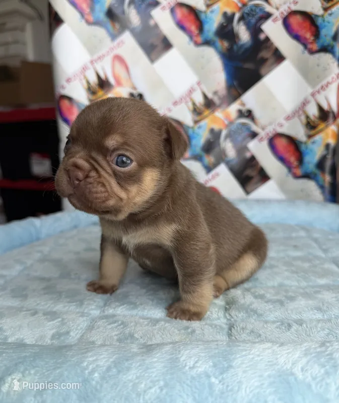 Rojo and tan male – French Bulldog puppy for sale in New Baltimore, MI