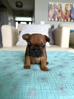 Fred, a male French Bulldog for sale in New Baltimore, MI – 1 of 5
