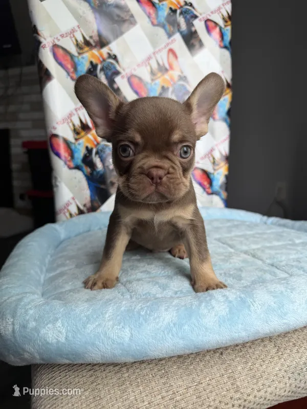 Rojo and tan male – French Bulldog puppy for sale in New Baltimore, MI