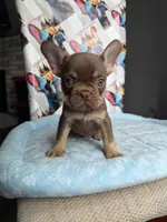 Rojo and tan male, a male French Bulldog for sale in New Baltimore, MI – 2 of 3