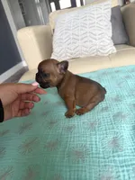 Hermione , a female French Bulldog for sale in New Baltimore, MI – 4 of 6