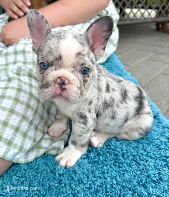 Augustus - Husky Blue Merle – French Bulldog puppy for sale in New Baltimore, MI