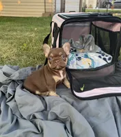 Rojo tan male, a male French Bulldog for sale in New Baltimore, MI – 8 of 8