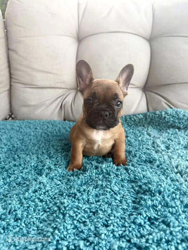 George – French Bulldog puppy for sale in New Baltimore, MI