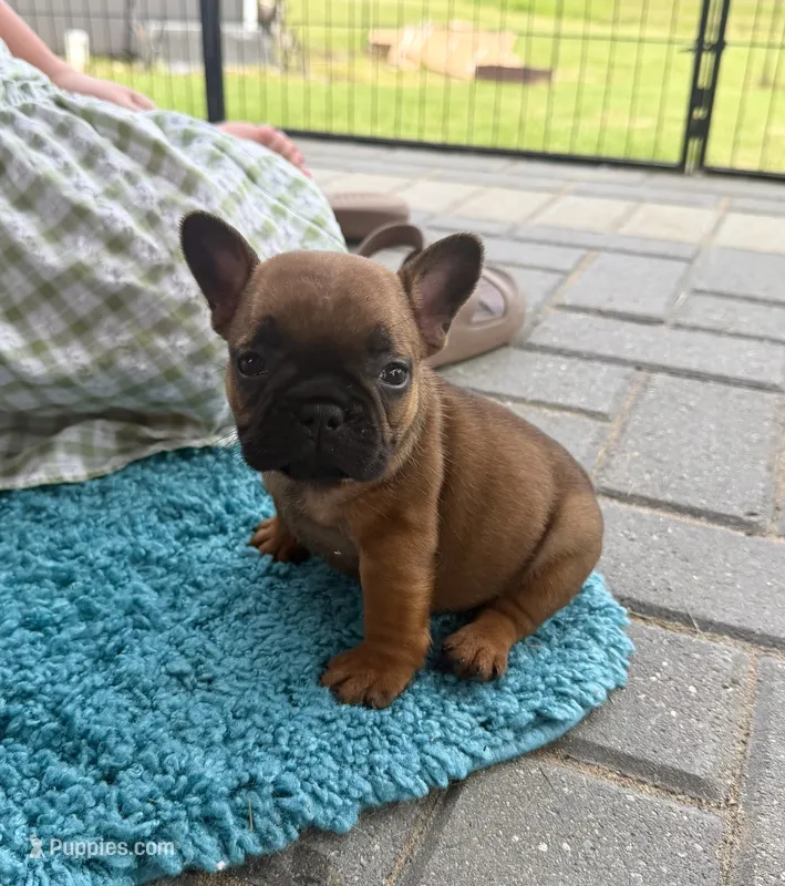 Hermione  – French Bulldog puppy for sale in New Baltimore, MI
