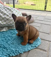 Hermione , a female French Bulldog for sale in New Baltimore, MI – 3 of 5