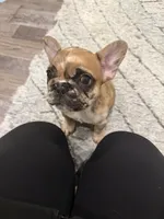 Prince, a male French Bulldog for sale in New Baltimore, MI – 2 of 3