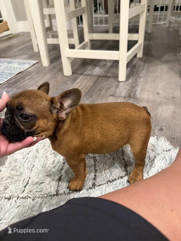 Hermione  – French Bulldog puppy for sale in New Baltimore, MI