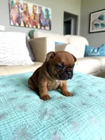Fred, a male French Bulldog for sale in New Baltimore, MI – 3 of 5