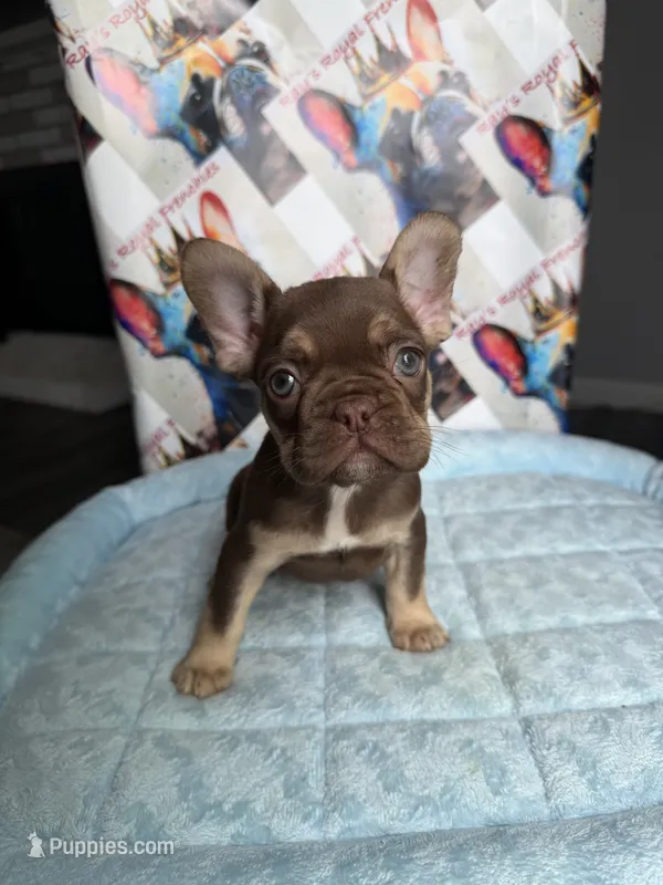 Rojo tan male – French Bulldog puppy for sale in New Baltimore, MI