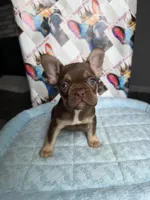 Rojo tan male, a male French Bulldog for sale in New Baltimore, MI – 1 of 8