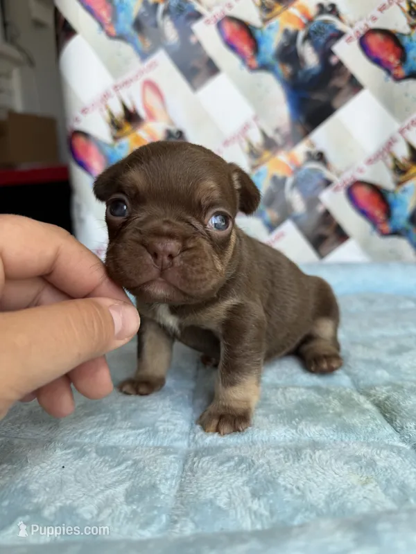 Rojo tan male – French Bulldog puppy for sale in New Baltimore, MI