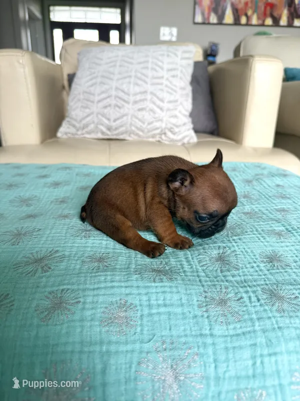 Hermione  – French Bulldog puppy for sale in New Baltimore, MI