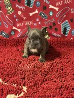 Mikey, a male French Bulldog for sale in Spiro, OK – 3 of 5