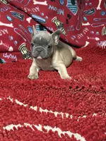 Rocko, a male French Bulldog for sale in Spiro, OK – 5 of 5