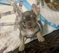 Chewey, a male French Bulldog for sale in Spiro, OK – 6 of 7