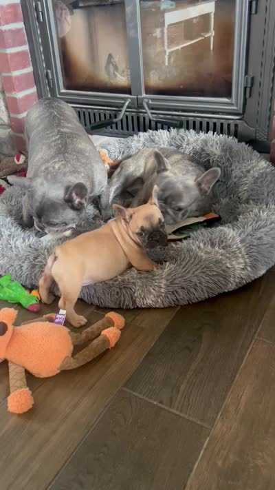 Penny , a female French Bulldog for sale in Spiro, OK – 8 of 8