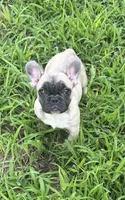 Rene, a female French Bulldog for sale in Spiro, OK – 3 of 4
