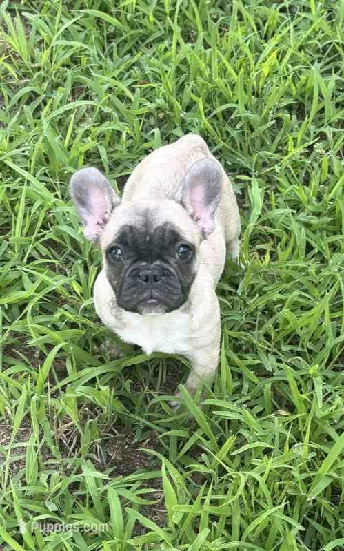 Rene – French Bulldog puppy for sale in Spiro, OK