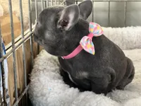 processed/27b0000f-21c5-46a7-aeac-6c6e1f6d8060/listing/2fc82902-004f-4fc6-91df-5f0a9b7cf878/f4a2203c-3064-474e-b000-70b811cb1eec