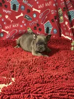 Mikey, a male French Bulldog for sale in Spiro, OK – 5 of 5