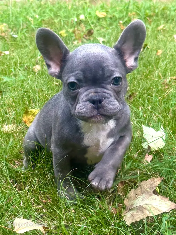 Mr Dot – French Bulldog puppy for sale in Spiro, OK