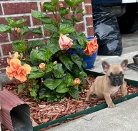 Penny , a female French Bulldog for sale in Spiro, OK – 2 of 8