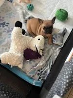Penny , a female French Bulldog for sale in Spiro, OK – 4 of 8