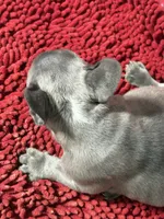 Ricky, a male French Bulldog for sale in Spiro, OK – 2 of 5
