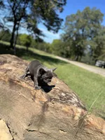 Chris, a male French Bulldog for sale in Spiro, OK – Photo 3 of 7