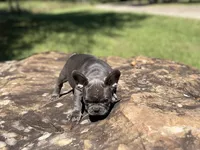 Chris, a male French Bulldog for sale in Spiro, OK – Photo 2 of 7