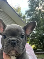 Chris, a male French Bulldog for sale in Spiro, OK – Photo 7 of 7