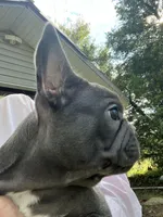 Chris, a male French Bulldog for sale in Spiro, OK – Photo 5 of 7