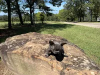 Chris, a male French Bulldog for sale in Spiro, OK – Photo 6 of 7