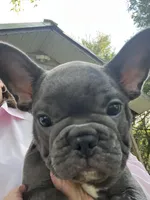 Chris, a male French Bulldog for sale in Spiro, OK – Photo 1 of 7
