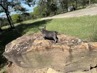 Chris, a male French Bulldog for sale in Spiro, OK – Photo 4 of 7