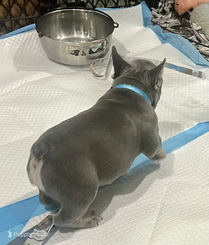 Chewey, a male French Bulldog for sale in Spiro, OK – 1 of 7