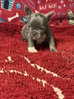 Sophie, a female French Bulldog for sale in Spiro, OK – 2 of 4