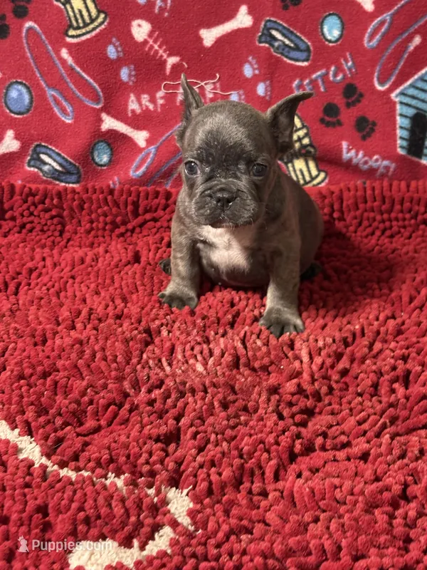 Mikey – French Bulldog puppy for sale in Spiro, OK