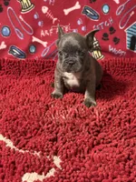 Mikey, a male French Bulldog for sale in Spiro, OK – 1 of 5