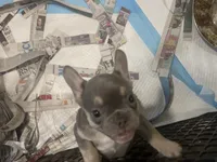 Chewey, a male French Bulldog for sale in Spiro, OK – 5 of 7